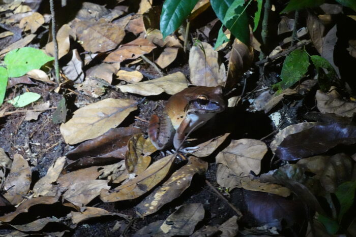 Südamerikanischer Ochsenfrosch